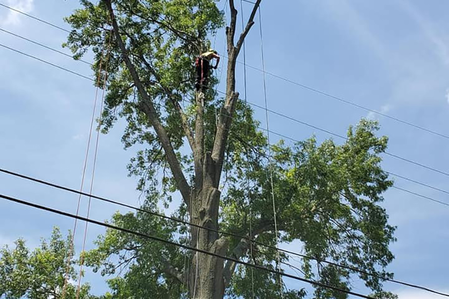 man-on-ladder-trimming-street-trees-louisville-ky