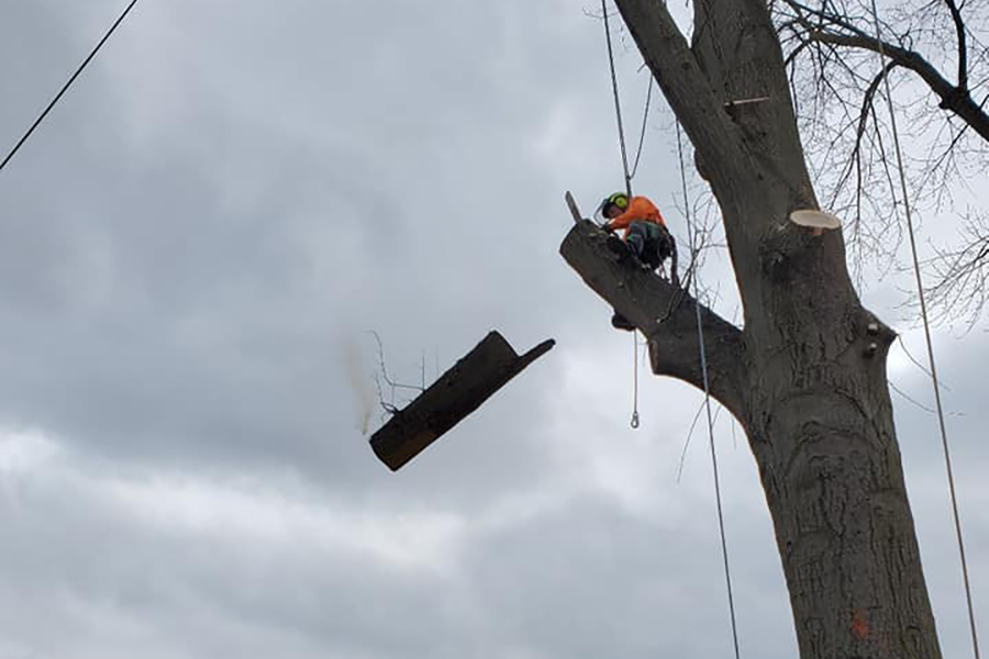 man-cutting-thick-tree-branches-louisville-ky