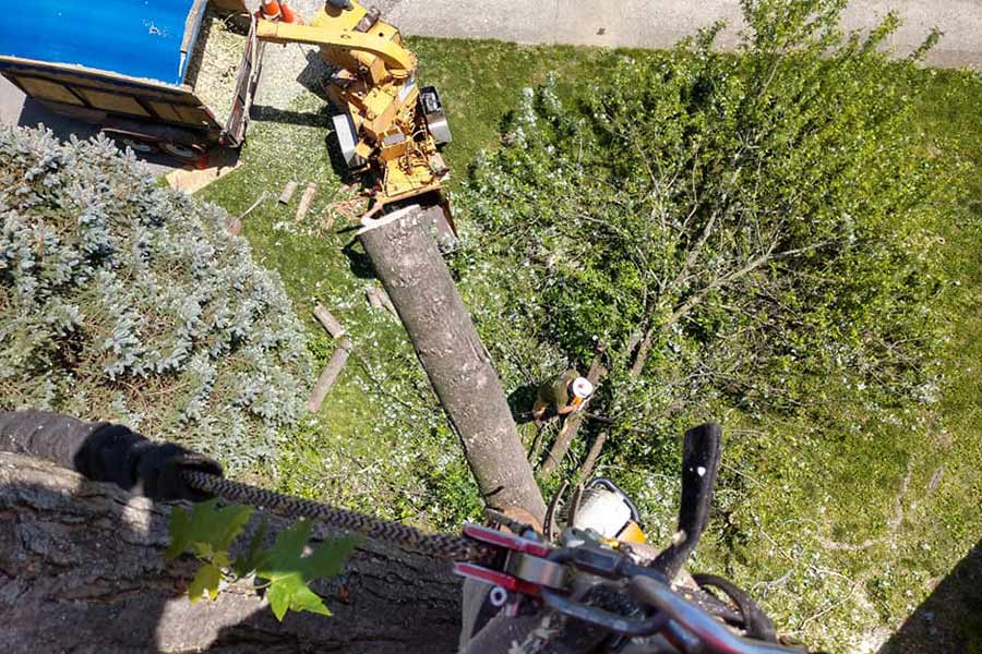 tree removal service top view mount washington ky
