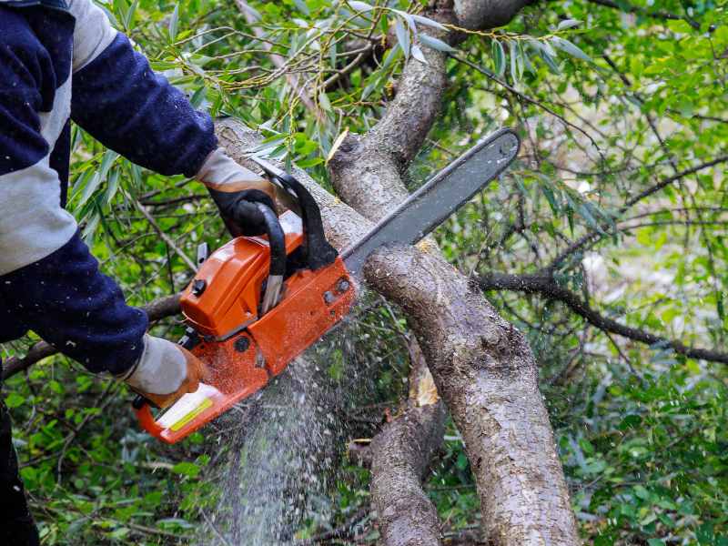 chainsaw cutting tree in la-grange-ky